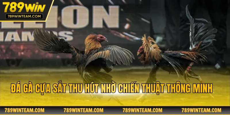 Đá gà cựa sắt thu hút nhờ chiến thuật thông minh